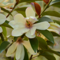Michelia (Magnolia)