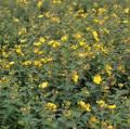 Johanniskraut für Hecken - Hypericum