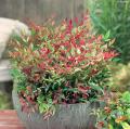 Zwerghimmelsbambus - Nandina domestica