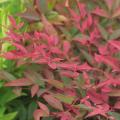Purpur-himmelsbambus - Nandina domestica