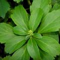 Pachysandra - Dickmännchen