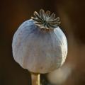 Schlafmohn Samen - Papaver somniferum