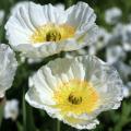 Weiße Mohn