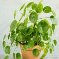 Pilea - Ufopflanze