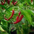 Chili pepper - Capsicum annuum
