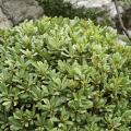 Chinesischer klebsame - Pittosporum tobira
