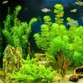 Aquarienpflanzen