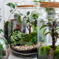 Terrarium pflanzen