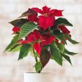 Poinsettia - Weihnachtsstern