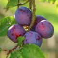 Zwetschge - Zwetschge pflaume