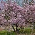 Fuji-Kirsche - Prunus incisa