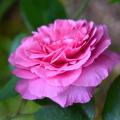 Rosen