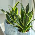 Bogenhanf - Sansevieria