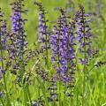 Wiesensalbei - Salvia pratensis
