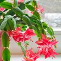 Weihnachtskaktus - Schlumbergera