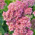 Fetthenne - Sedum mit rosa Blüten
