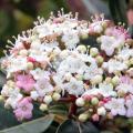 Viburnum tinus