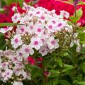 Phlox paniculata - Hohe-flammenblume