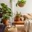 Plantes d'intérieur par pièce
