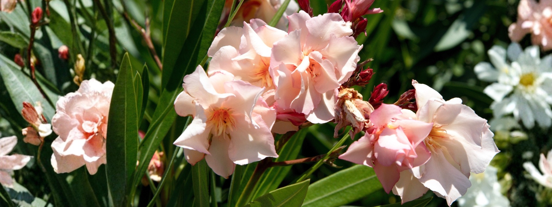 <i>PROMOTION<i> OLEANDER PROVENCE
